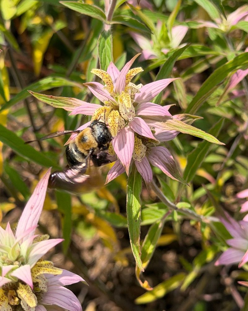 Build wildlife value into a broader native planting