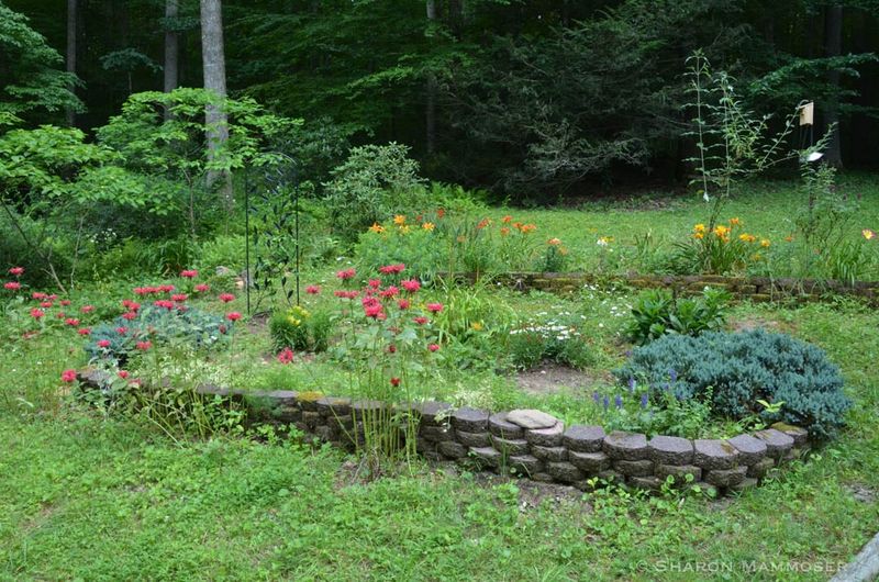 Build a Layered Habitat Instead of Chasing One Magic Shrub