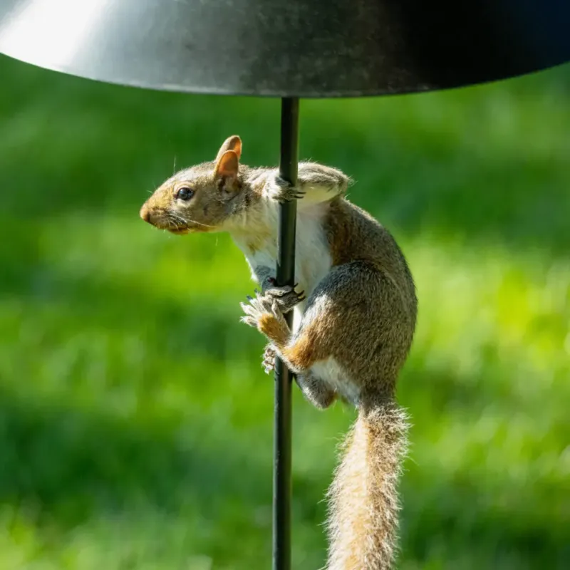 Squirrels and Chipmunks