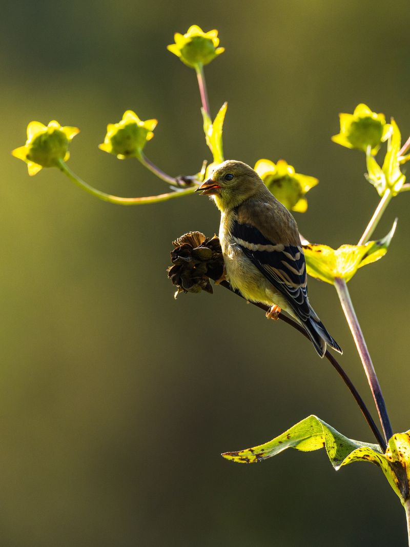 American Goldfinch