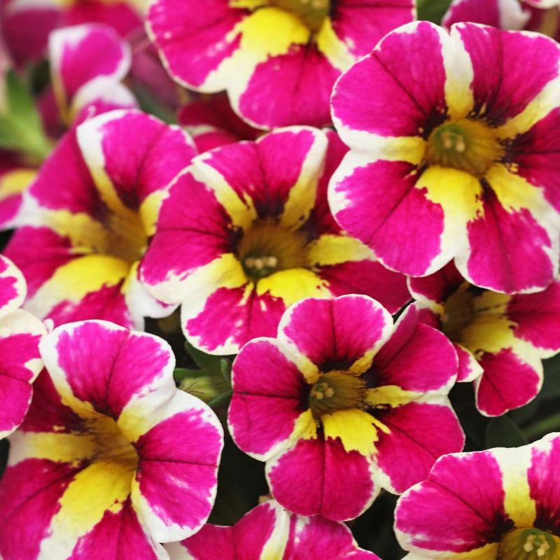 Million Bells (Calibrachoa)