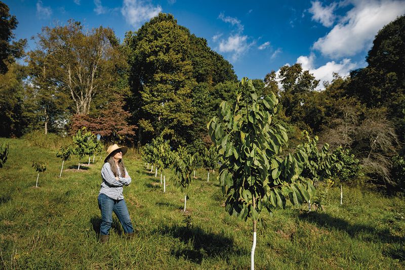 Planting Tips for Piedmont, Coastal, and Mountain Yards