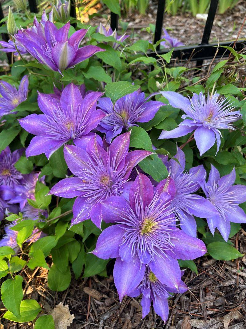 A fall fertilizer dose is not a bloom guarantee