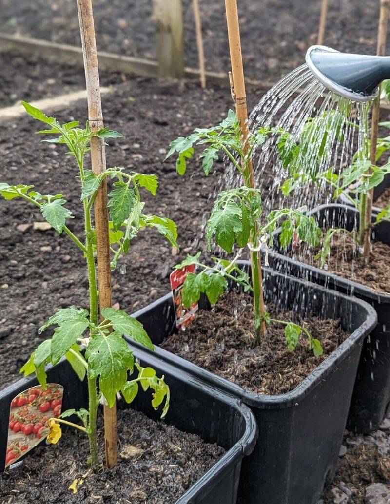Avoid Overhead Watering