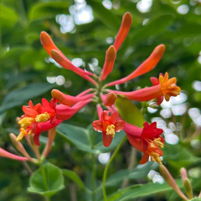 Choose identified plants that extend nectar through the season