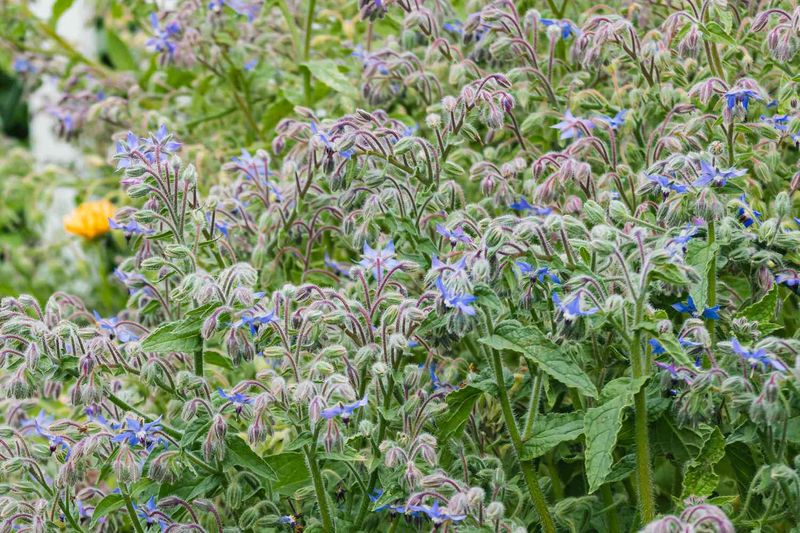 Readily Self-Seeds for Continuous Beauty and Support