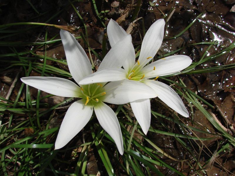 Atamasco Lily (Zephyranthes atamasca)
