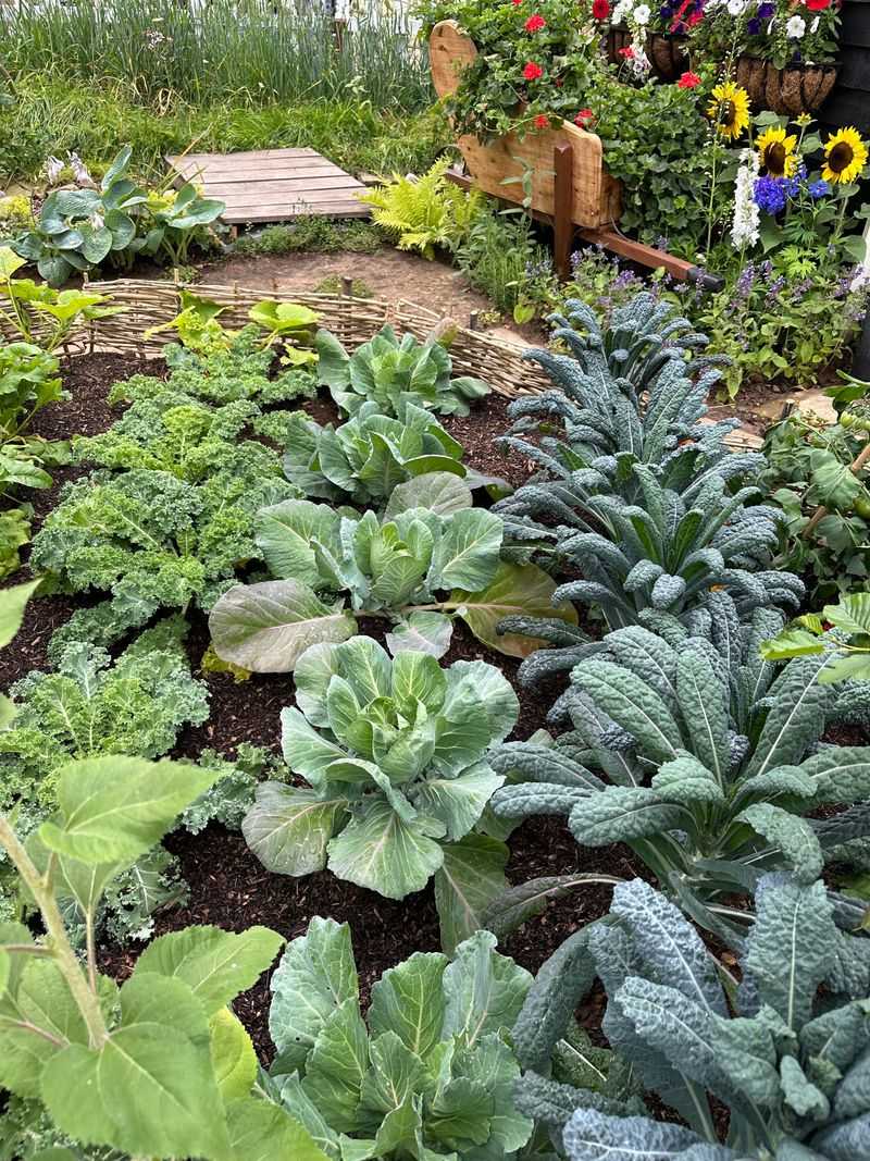Brassicas (Broccoli, Cabbage, Cauliflower, Kale)