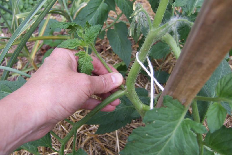 Remove New Flowers and Small Fruits in Colder Climates