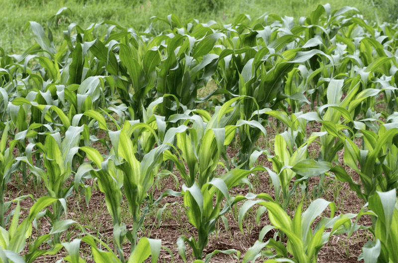 Plants need zinc in small amounts, but more is not automatically better