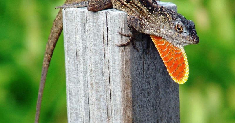 Pattern and structure separate a brown-phase green anole from a brown anole