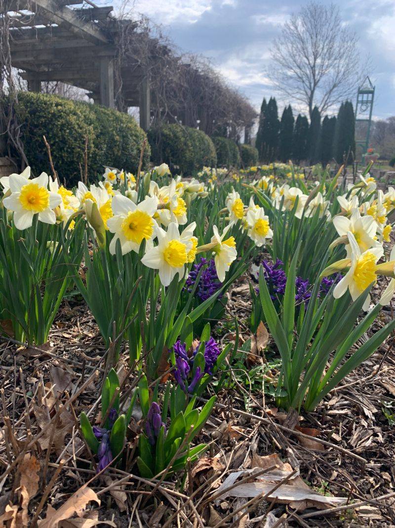 Most daffodils do not need to be dug up for winter