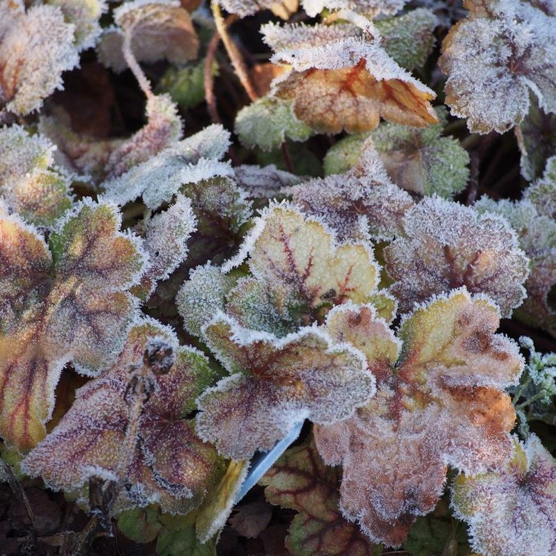 Coral Bells (Heuchera)