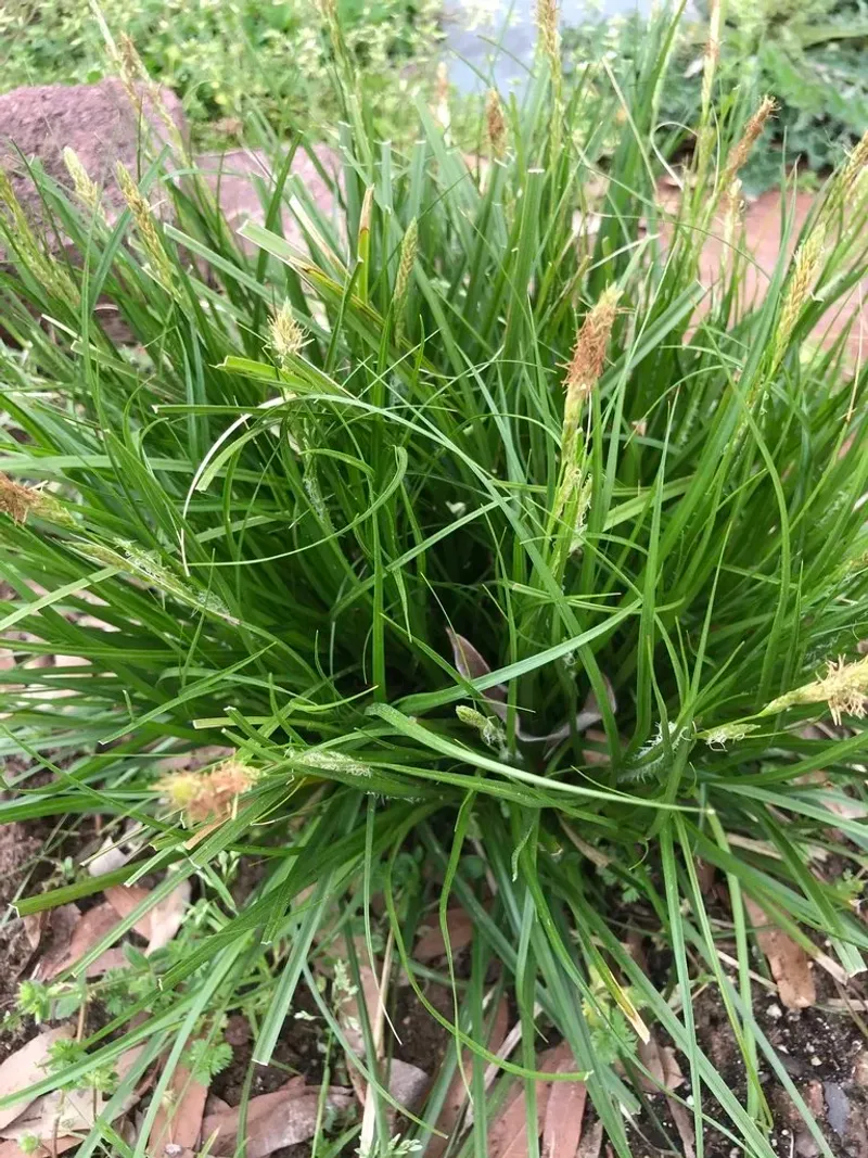 Cherokee Sedge (Carex cherokeensis)