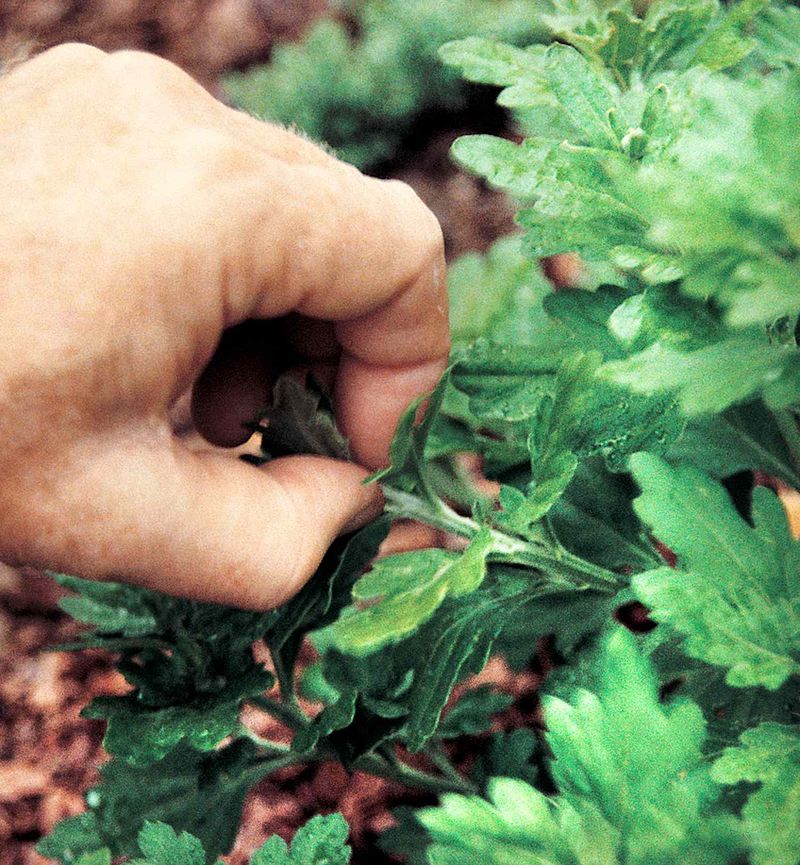 Pinch new shoots early for a fuller fall display