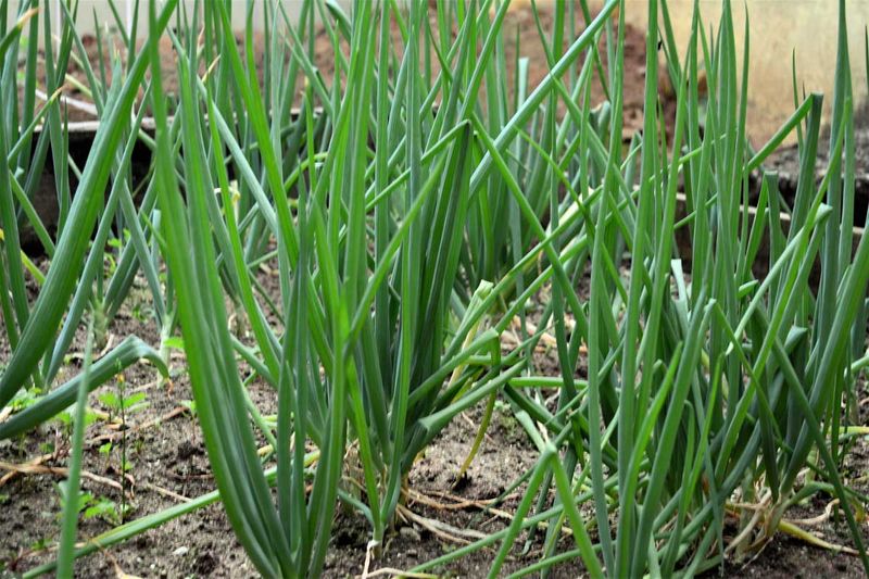 Onions (Bunching, Green)