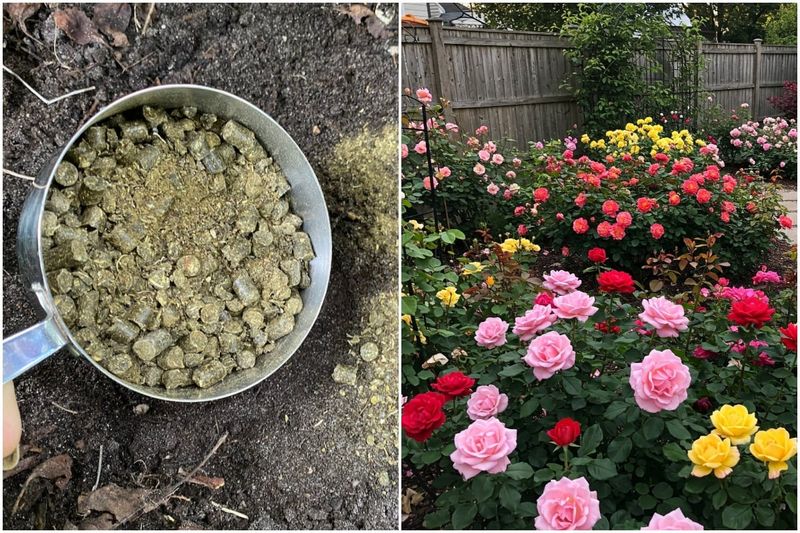 The feeding window follows growth, bloom, and local dormancy