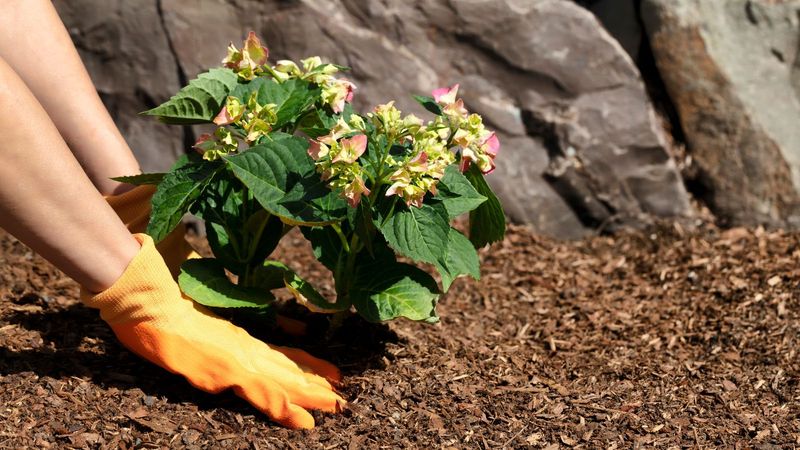Healthy, Undisturbed Soil with Natural Mulch