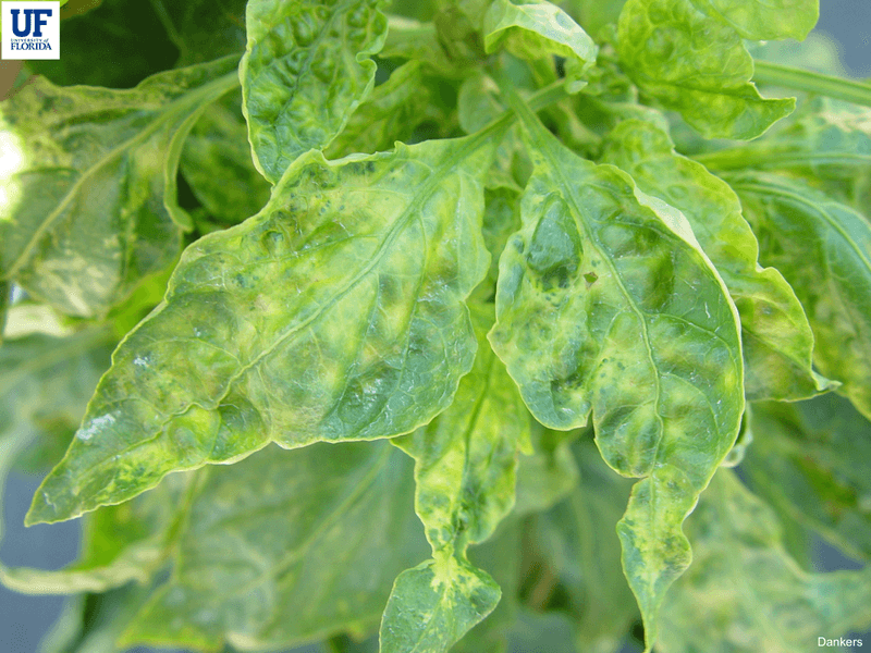 Tomato Mosaic Virus