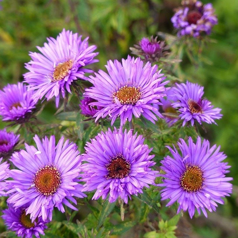 New England Aster