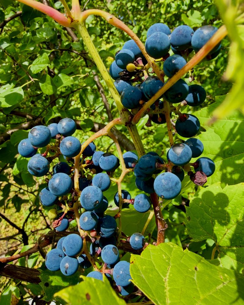 Wild Grape (Vitis spp.)