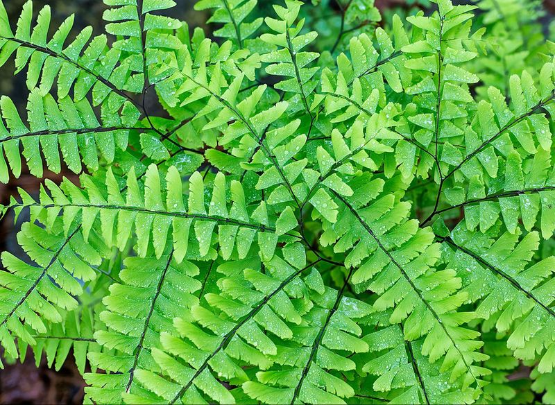 Maidenhair Fern