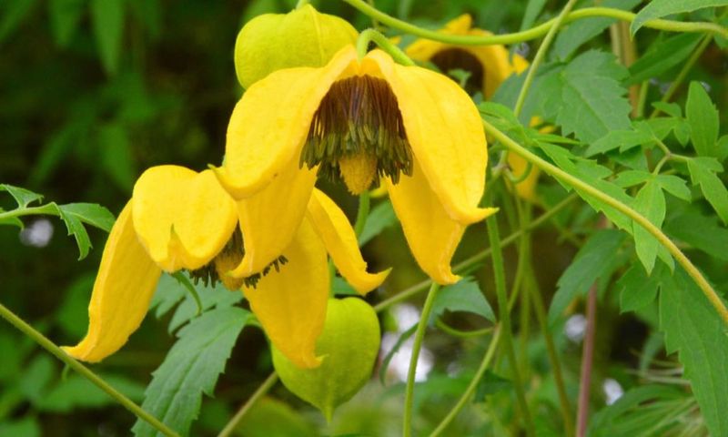 Yellow-Leaf Clematis (Clematis orientalis)