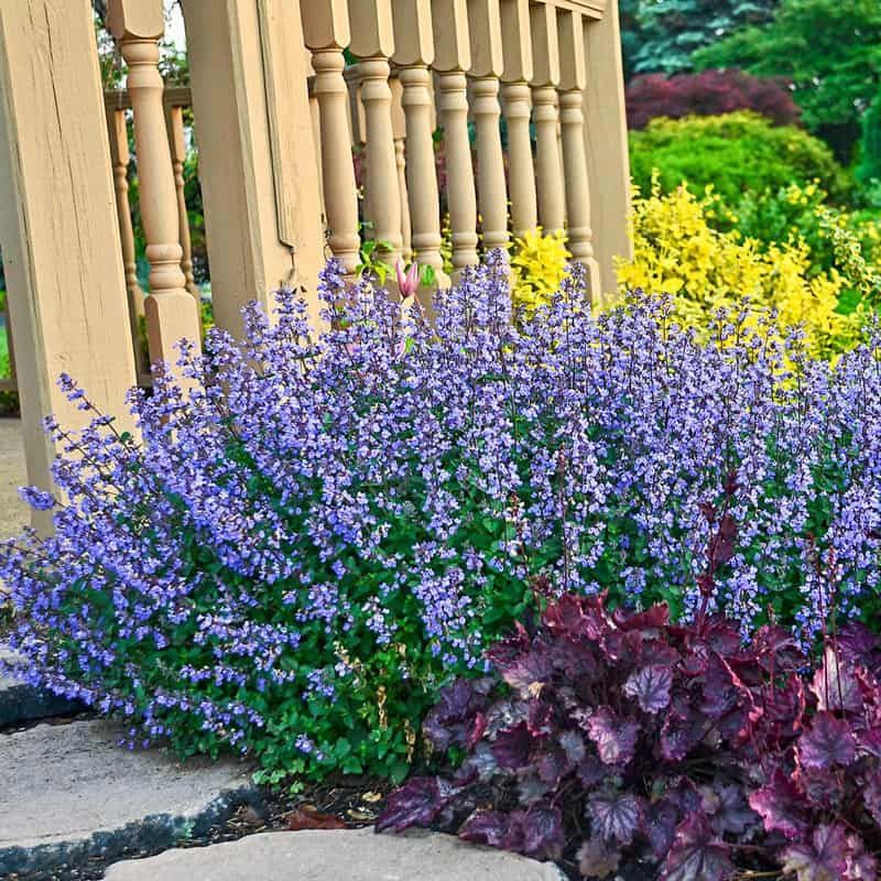 Catmint (Nepeta)