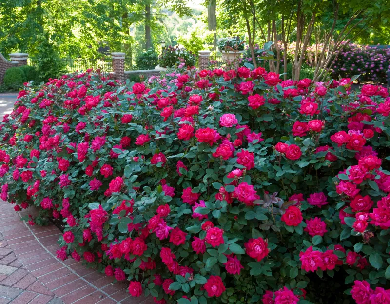 Re-blooming Roses
