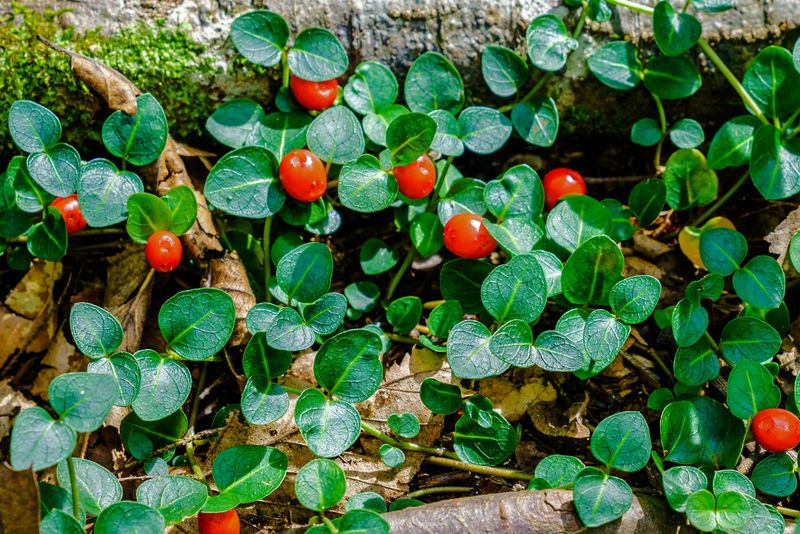 Partridgeberry (Mitchella repens)