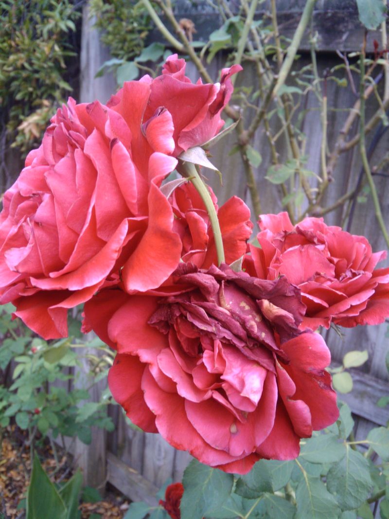 Deadhead Faded Flowers