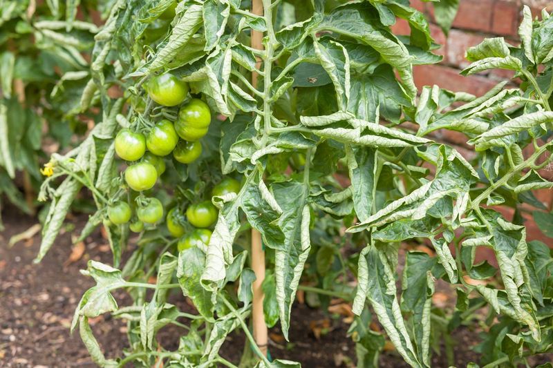 Recognize the pattern of ordinary physiological leaf roll
