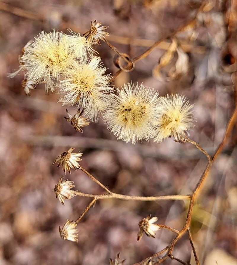 Asters (Symphyotrichum)