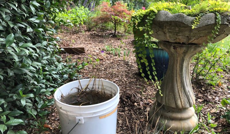 Manage mosquito-breeding containers without erasing valuable wetlands