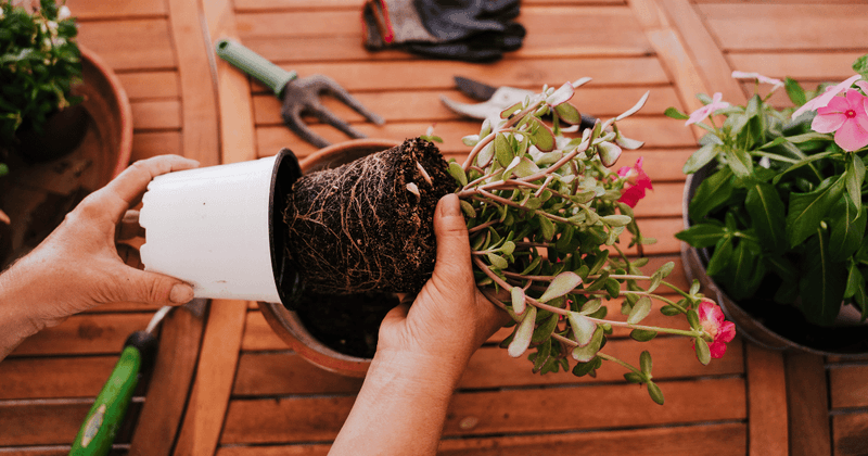 Repot if Root-Bound