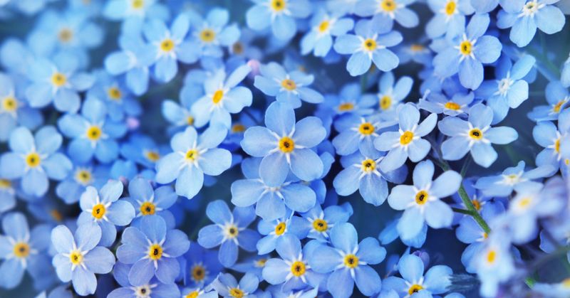 Forget-Me-Nots
