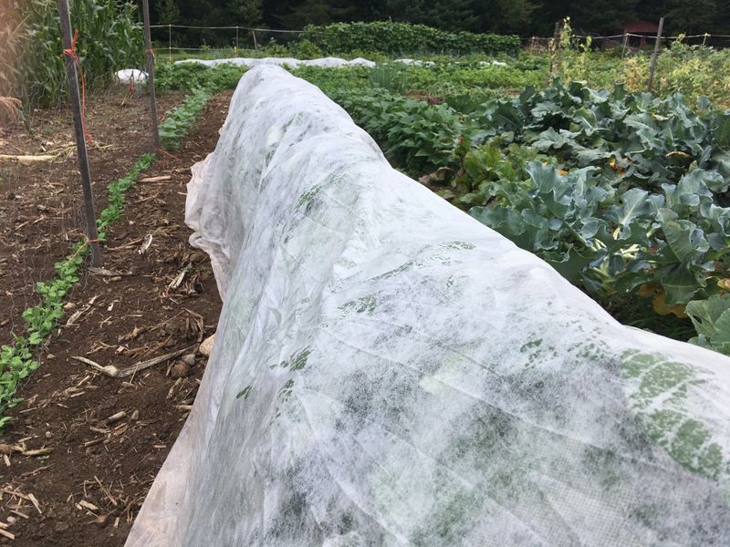 Treat pest reduction as a possibility, not a promise