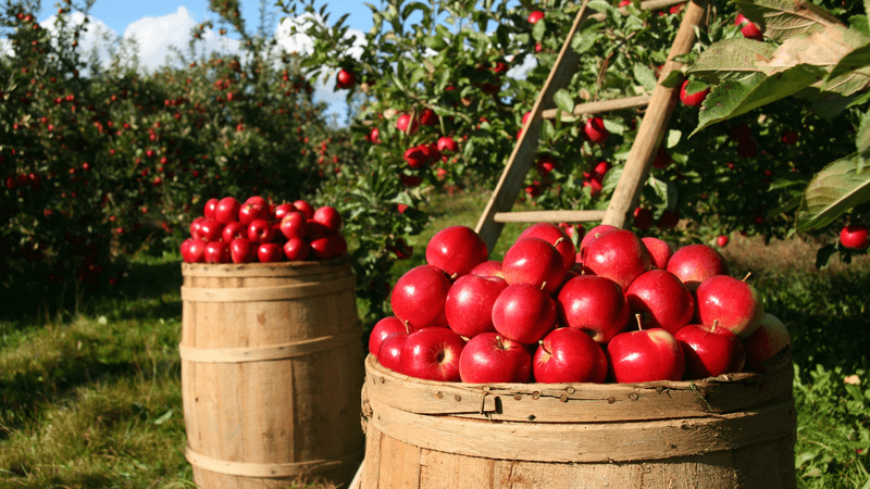 Apples