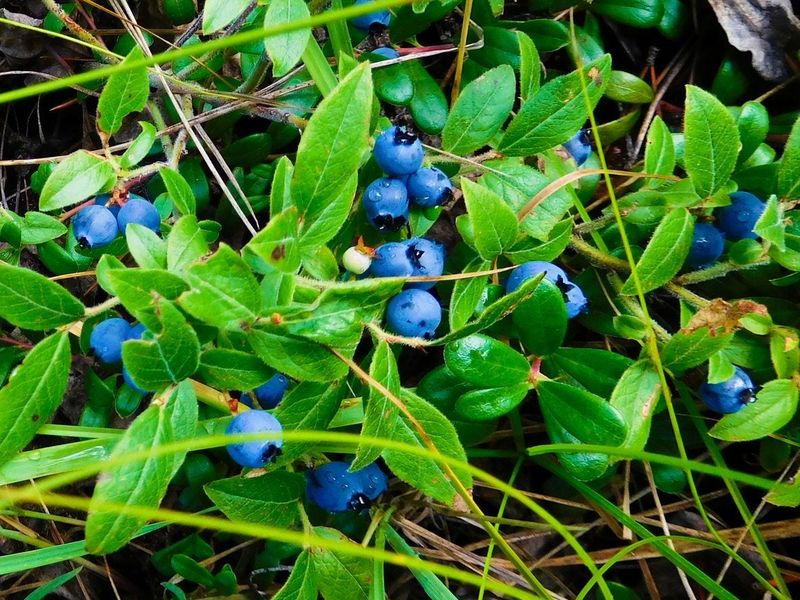 Brunswick Blueberry