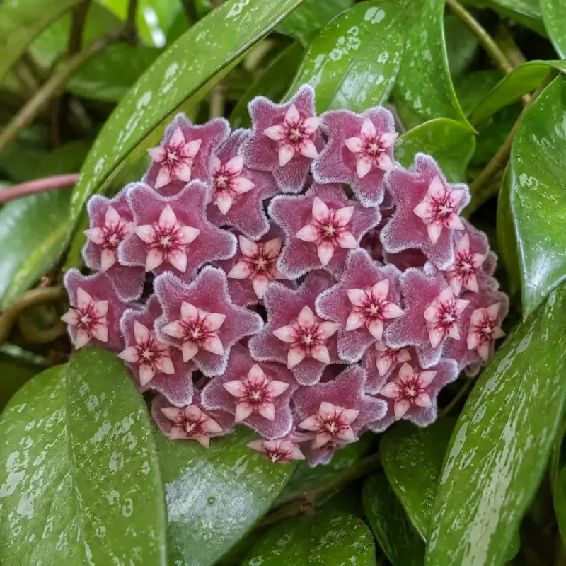 Hoya pubicalyx
