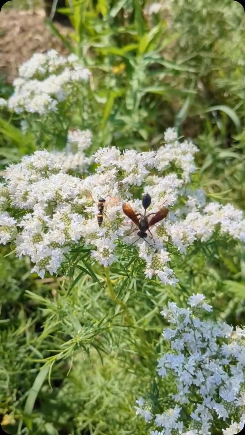 Mountain Mints (Pycnanthemum spp.)
