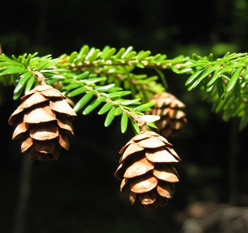 Hemlock (Tsuga spp.)