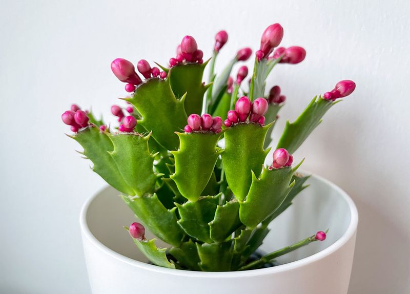 Fertilize lightly while the plant is actively growing