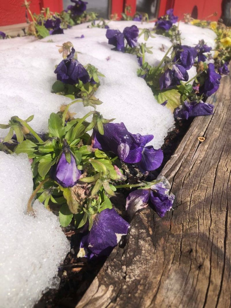Winter survival does not mean nonstop flowers