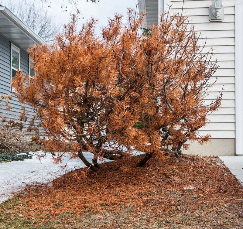 Treat frost-killed growth differently from healthy fall growth