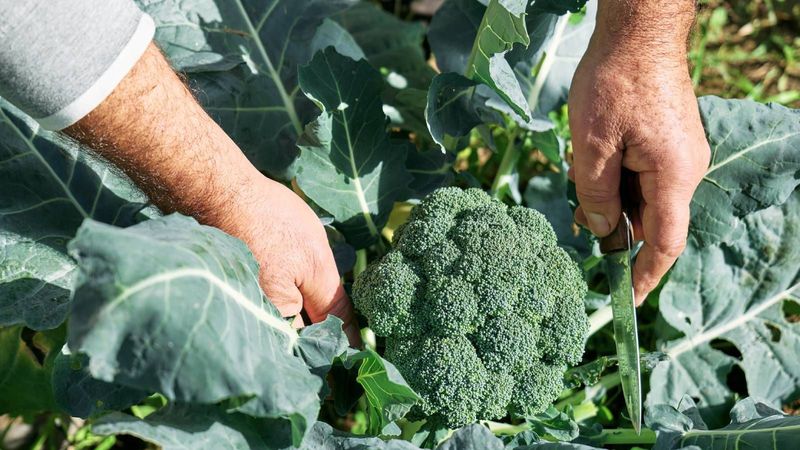 Harvest tight heads and use the crop’s frost tolerance