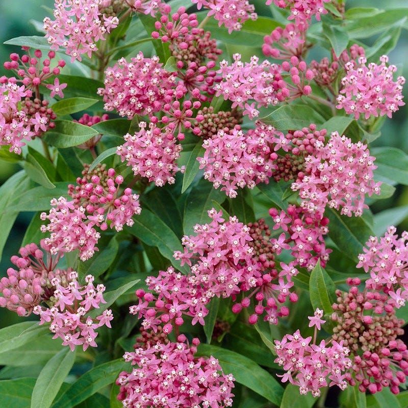 Swamp Milkweed