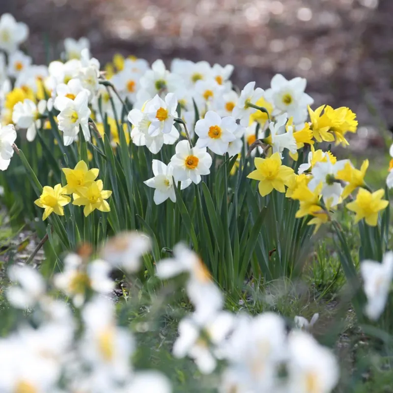 Choose daffodils suited to your part of North Carolina