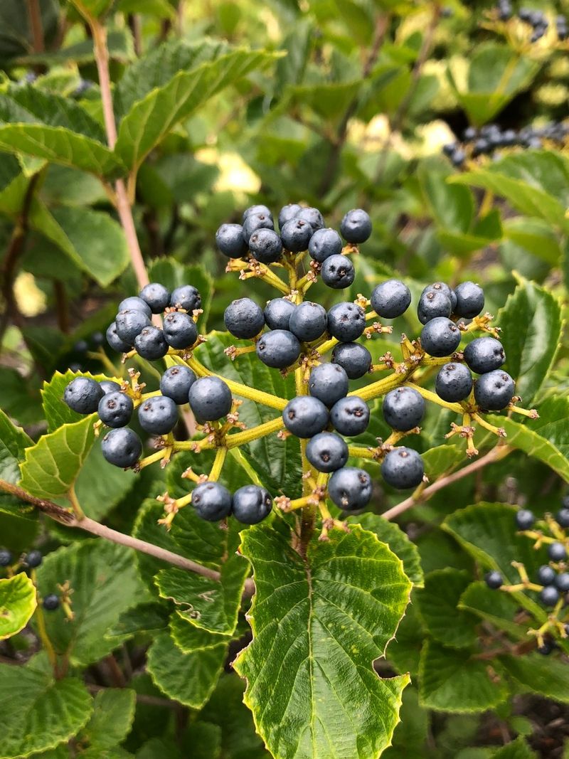 Arrowwood Viburnum (Viburnum dentatum)