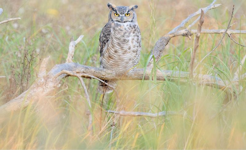A grounded owlet may not need rescuing